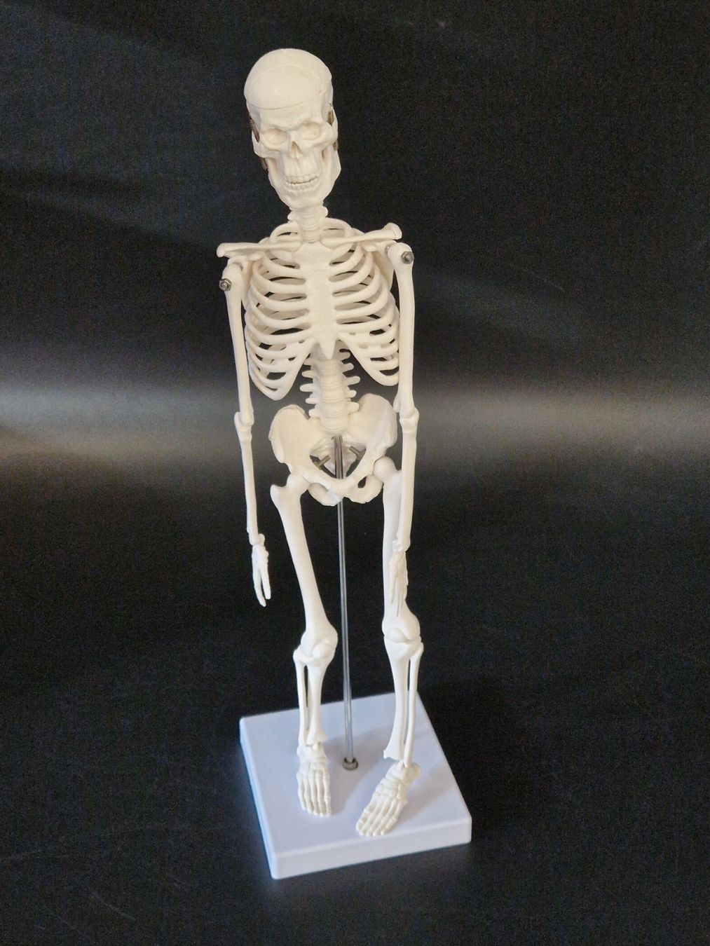 Kit di modellismo & Modellini statici: Anatomie Skelett (klein) – Usato da Muhen venduto da Restwert_Muhen