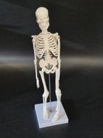 Anatomie Skelett (klein)