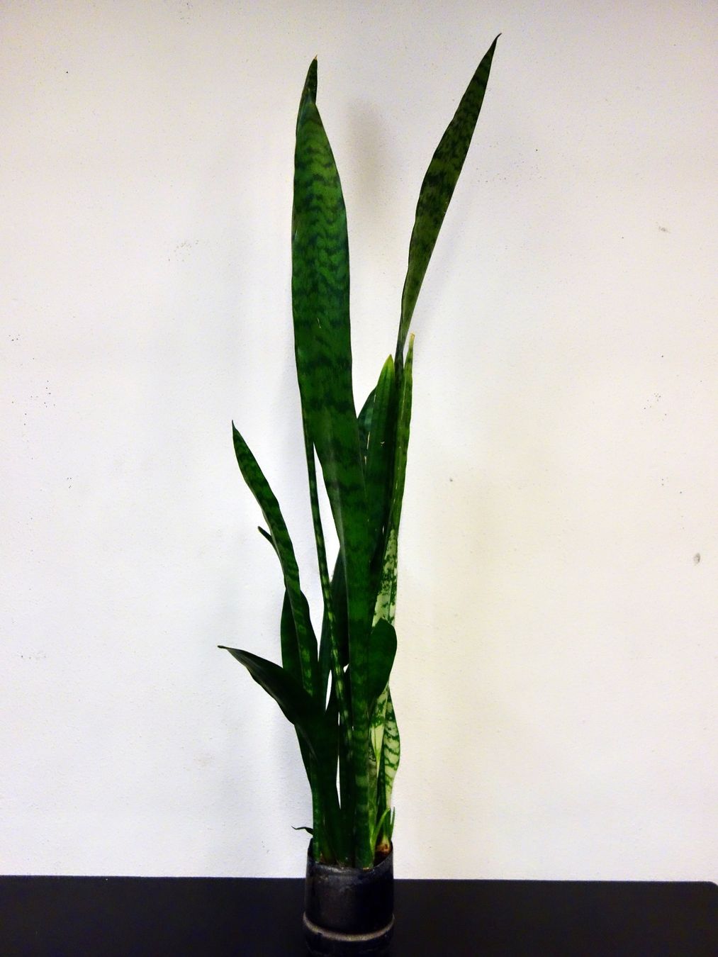 Piante & sementi: Bogenhanf Sansevieria Trifasciata – Nuovo (secondo la descrizione) da Kerzers venduto da zimmergruener 2