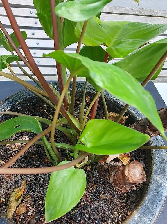 Plantes & graines: homalomena ca 50cm – D'occasion à Olten par stritten 3