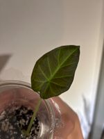 😍 Alocasia Regal Shield Baby