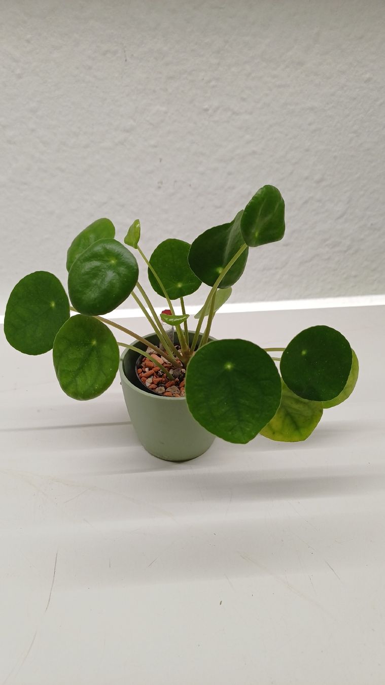 Piante & sementi: Monstera.....and more...Mini Jungle – Usato da Bern venduto da uwi_8t7x 5