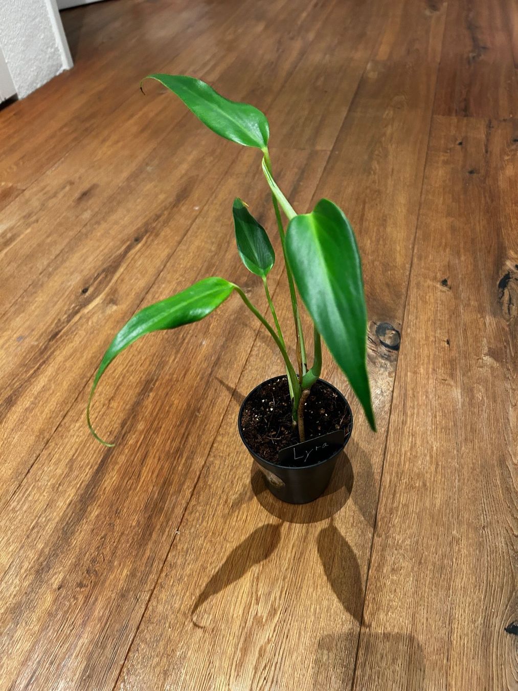 Piante & sementi: Monstera burle marx flame💚 – Usato da Wattwil venduto da Mikesplantshop