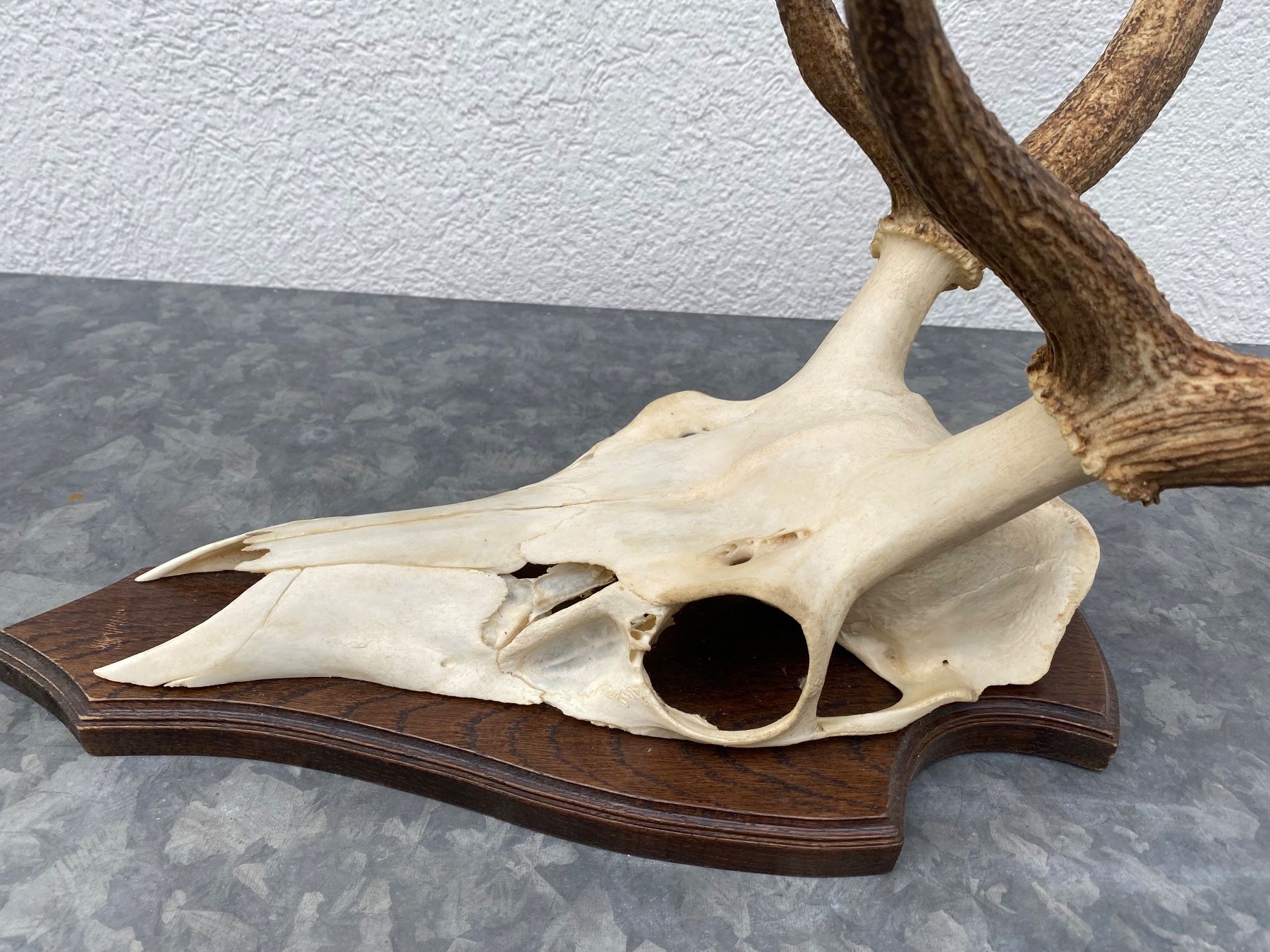 Altre raccolte & rarità: Hirschgeweih auf Holzschild, Trophäe, Dekoration, Jagd – Usato da Emmen venduto da Sutim2005 7