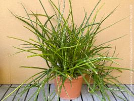 Sansevieria Cylindrica Fernwood Mikado - sehr pflegeleicht