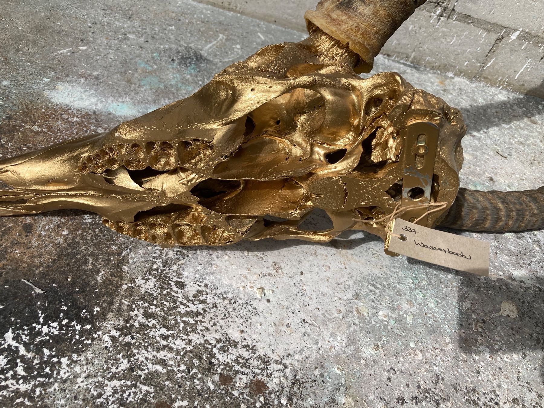Il mondo degli animali: Wasserbock Trophäe 2 – Usato da Grosswangen venduto da arum01 4