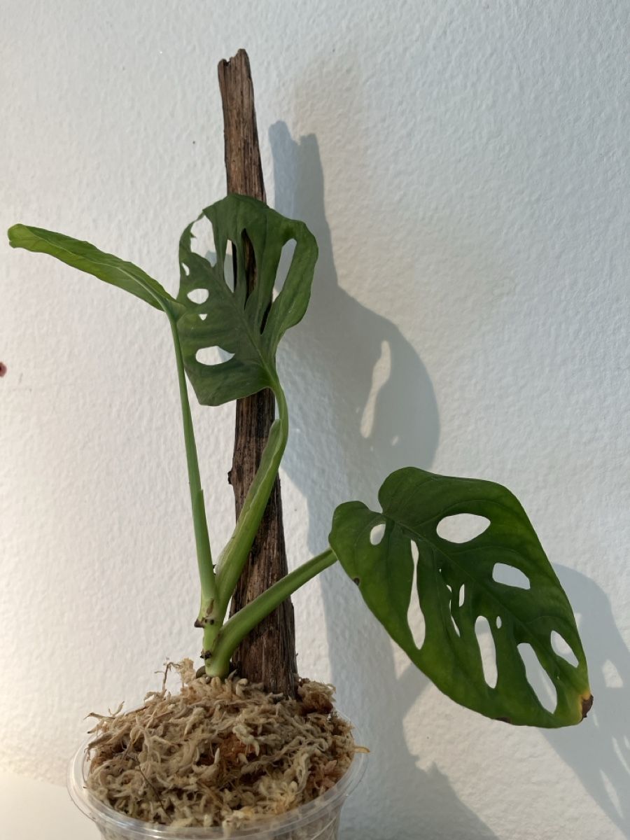 Pflanzen & Samen: Monstera adansonii im Becher – Gebraucht aus geroldswil von Ahornblatt70 1