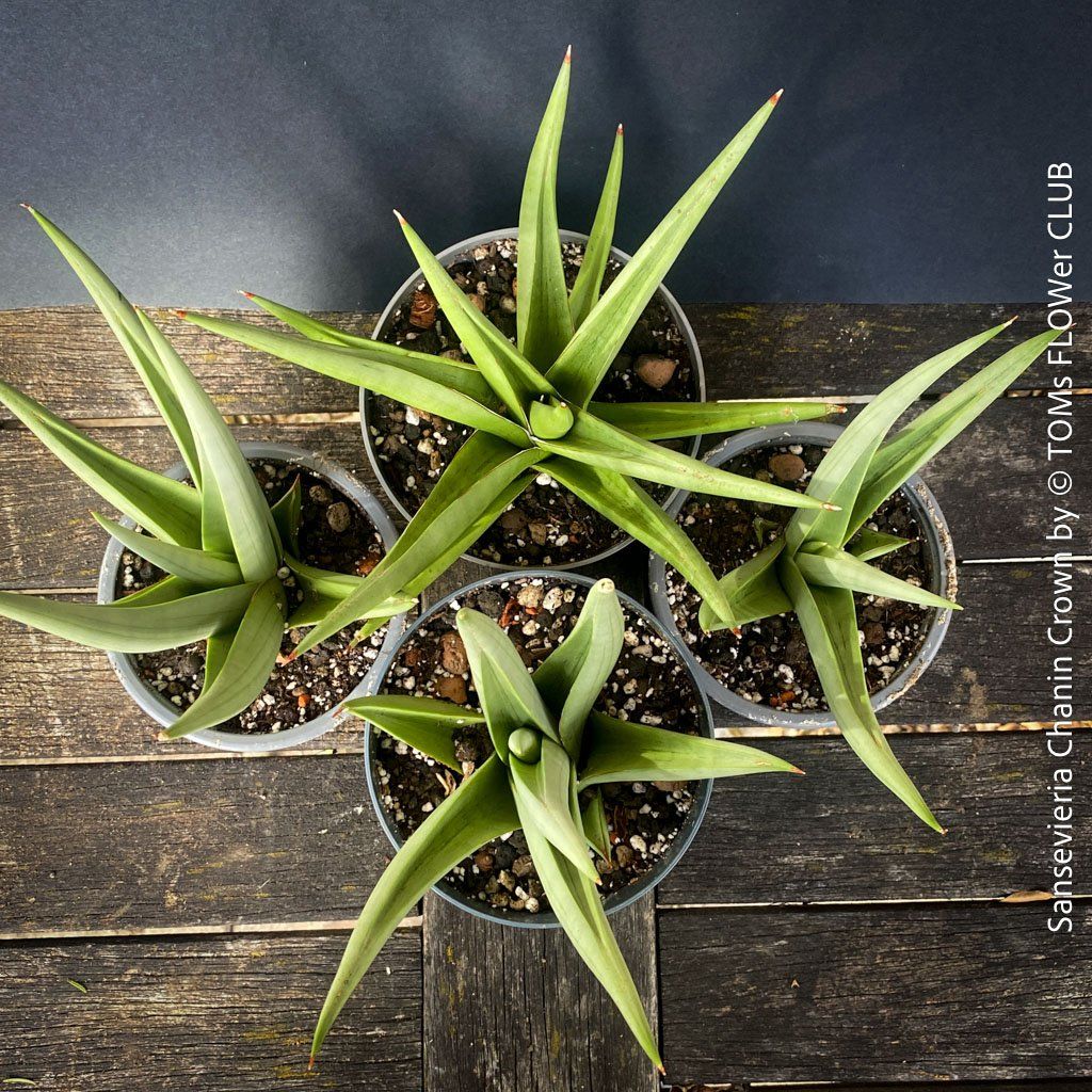 Piante & sementi: SANSEVIERIA CHANIN CROWN - mit wunderschönen Silber-Blättern – Nuovo e nell'imballaggio originale da Adliswil venduto da MarkyForest 5