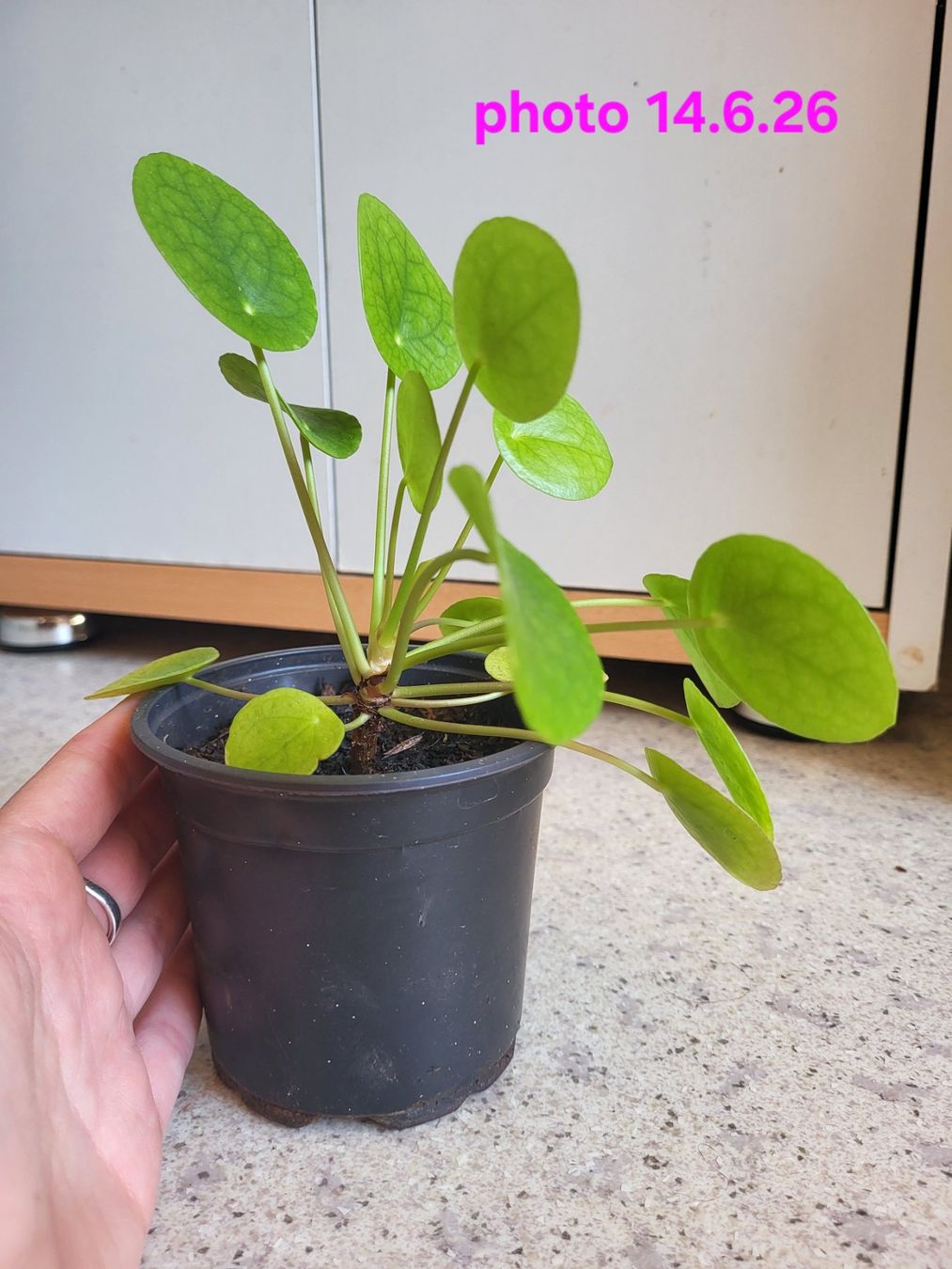 Piante & sementi: Hübsche Pilea ufopflanz – Nuovo (secondo la descrizione) da Zürich venduto da sahaara01 1