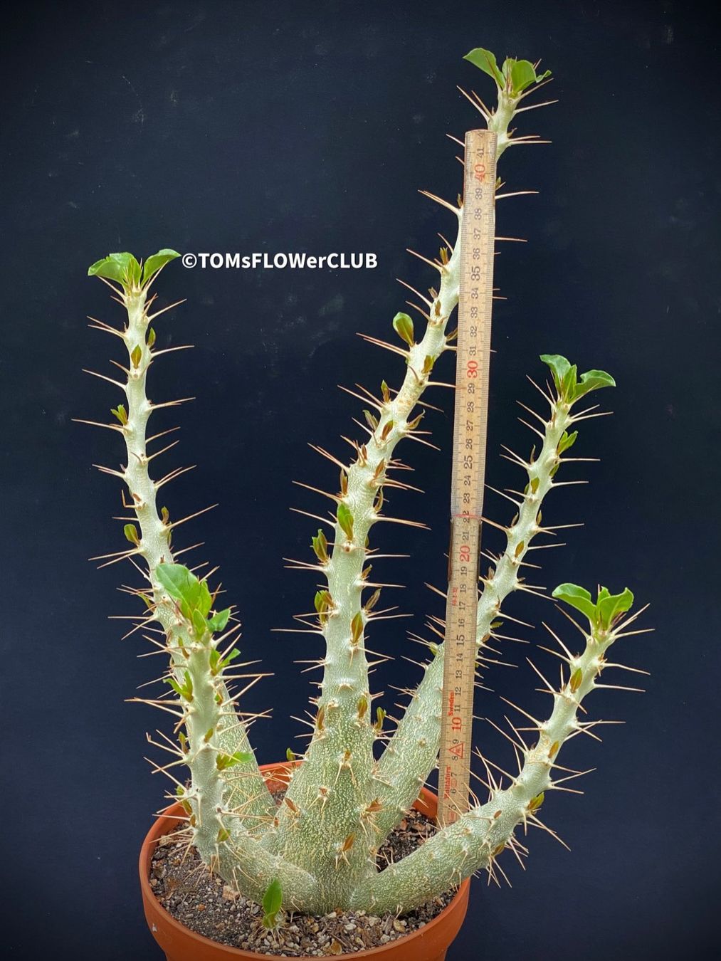 Piante & sementi: Pachypodium Saundersii 45x25cm – Nuovo e nell'imballaggio originale da Adliswil venduto da MarkyForest 4
