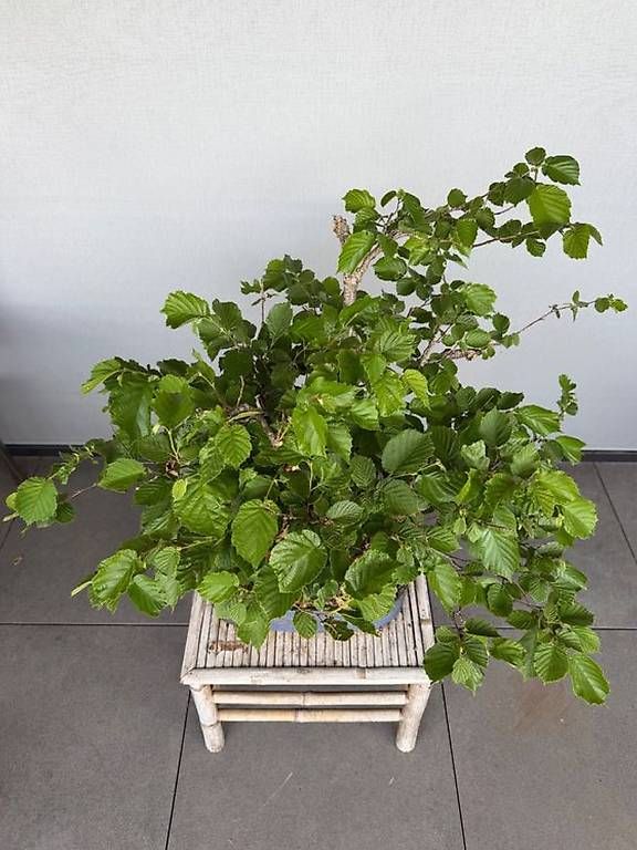 Plantes & graines: Haselnuss Bonsai – D'occasion à Ennetbaden par miboo 4