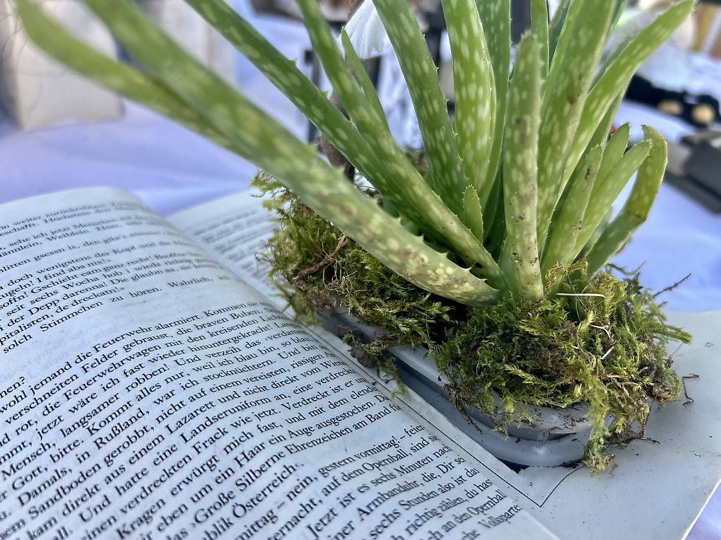 Libri: Aloe Vera im Buch  – Usato da Frauenfeld venduto da Irene.Schuppli 1