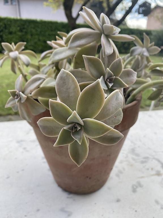 Piante & sementi: Pianta grassa "Graptopetalum Paraguayense"  – Usato da Cureglia venduto da Alevintage74