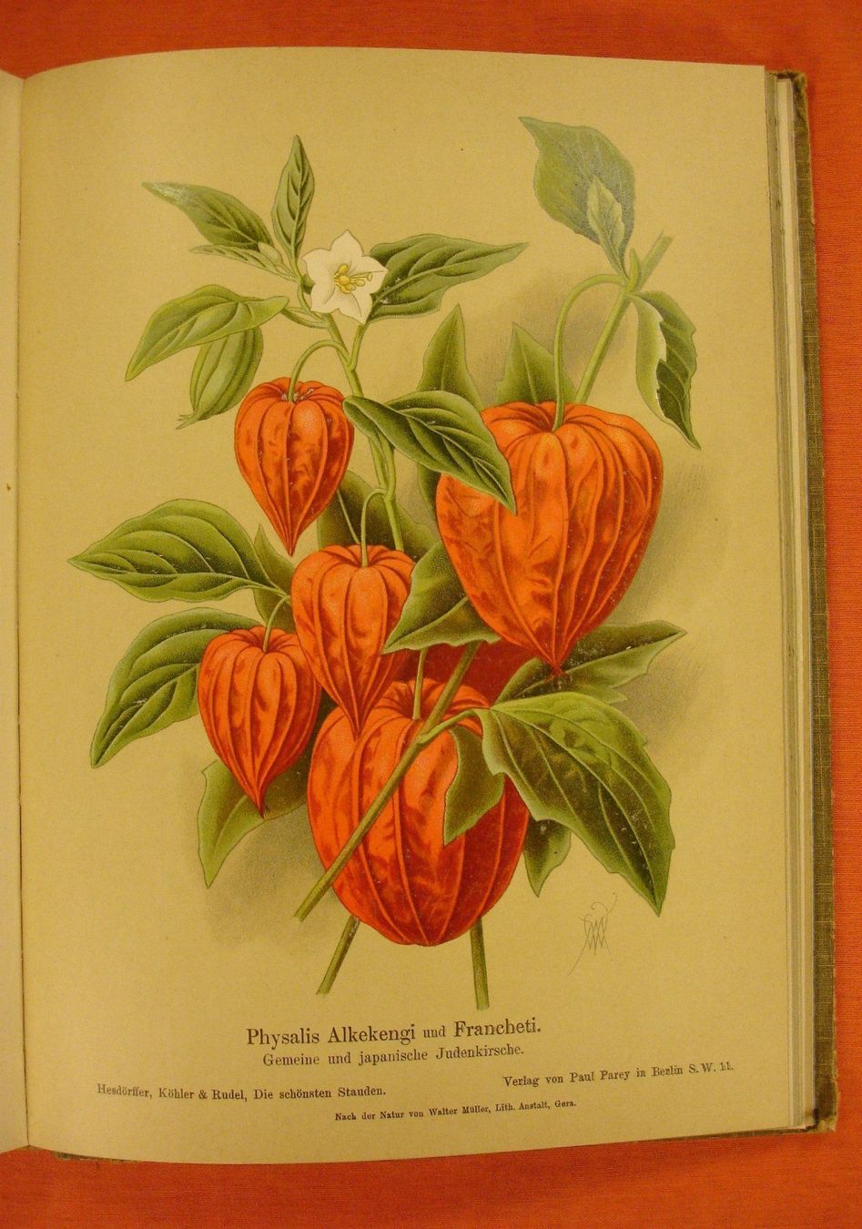 Libri: DIE SCHÖNSTEN STAUDEN, 48 BLUMENTAFELN – Usato da Grüningen venduto da Kartensammler 8