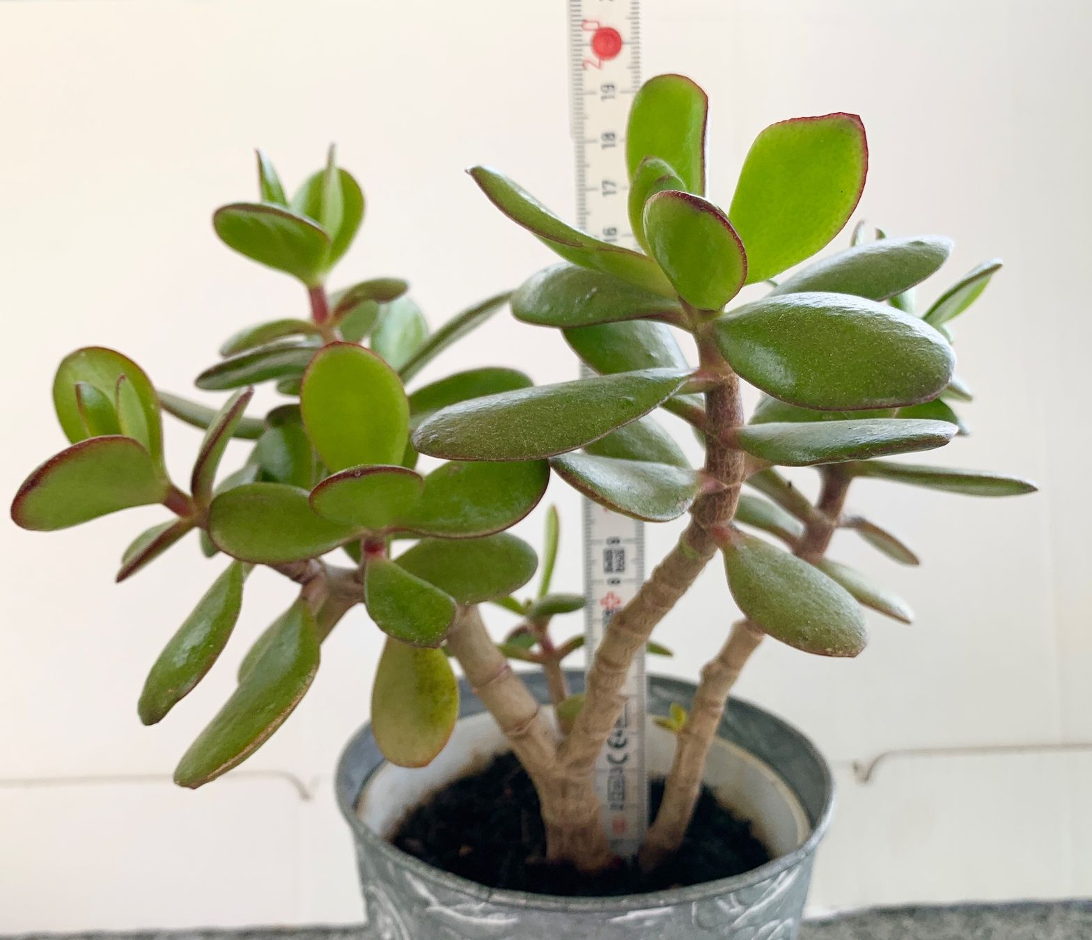 Piante & sementi: Geldbaum Crassula ovata Pfennigbaum 19 cm – Nuovo (secondo la descrizione) da Auenstein venduto da mar_8mxd 3