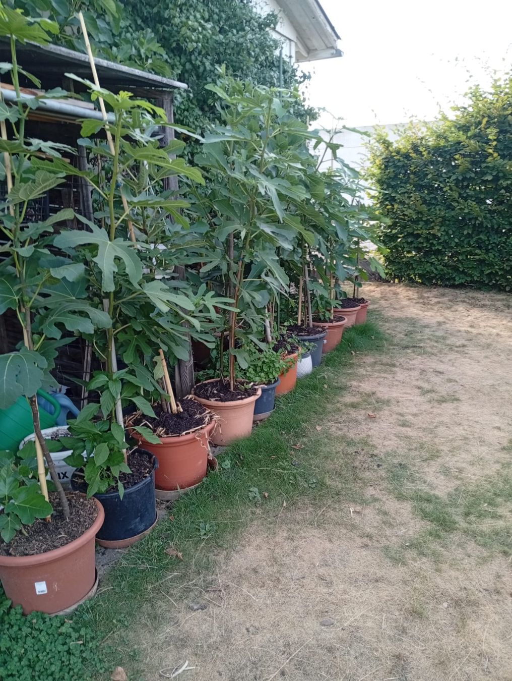 Plantes & graines: Feigenbäume – D'occasion à Langenthal par Shadowman01 3
