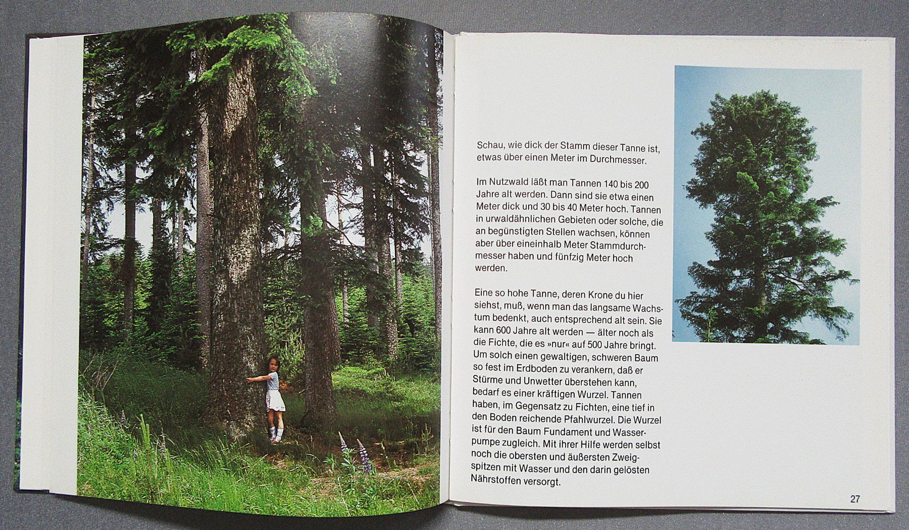 Libri: Der Tannenbaum - Kindersachbuch – Usato da Auenstein venduto da Padabimbim 6