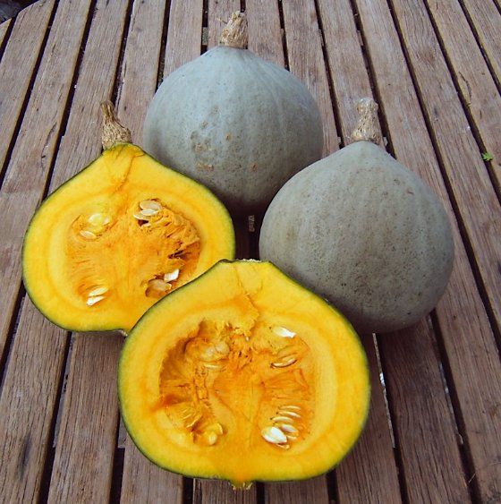 Piante & sementi: Kürbis "Blue Ballet" ( Cucurbita maxima ) / 2 Samen – Nuovo (secondo la descrizione) da Hinteregg venduto da ERFOLG78 1