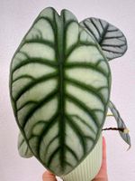 Alocasia baginda ‘Silver Dragon’ corm 🐉🧅