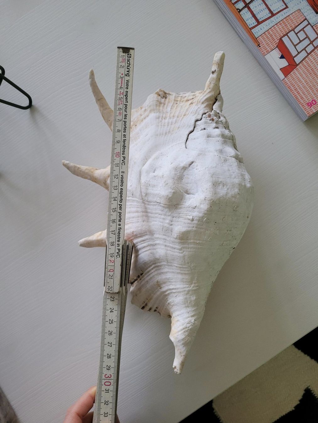 Fossili: Grosse Muschel | Sea Shell Large | Conch – Usato da Zürich venduto da HelloSunshine8048 9