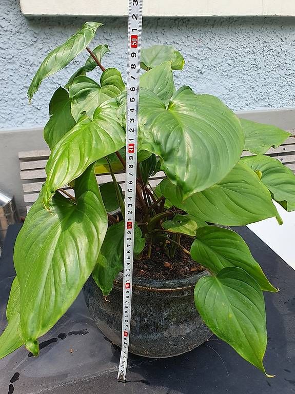 Plantes & graines: homalomena ca 50cm – D'occasion à Olten par stritten 1