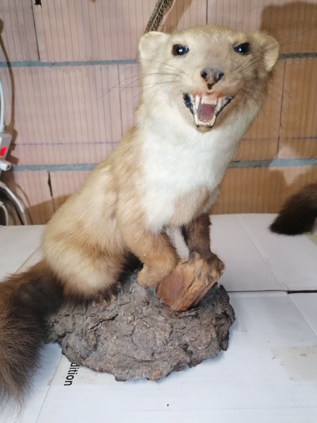 Il mondo degli animali: Fouine  naturalisé 2 – Usato da Cheyres venduto da Capitain 3