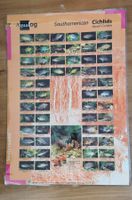 Poster Southamerican Ciclids, laminiert