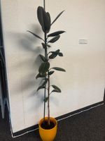 Fikus: Zimmerpflanze, ca 160 cm gross, mit Übertopf