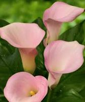 1 Rhizom der erwachsenen Blume " ZANTEDESCHIA "CAPTAIN