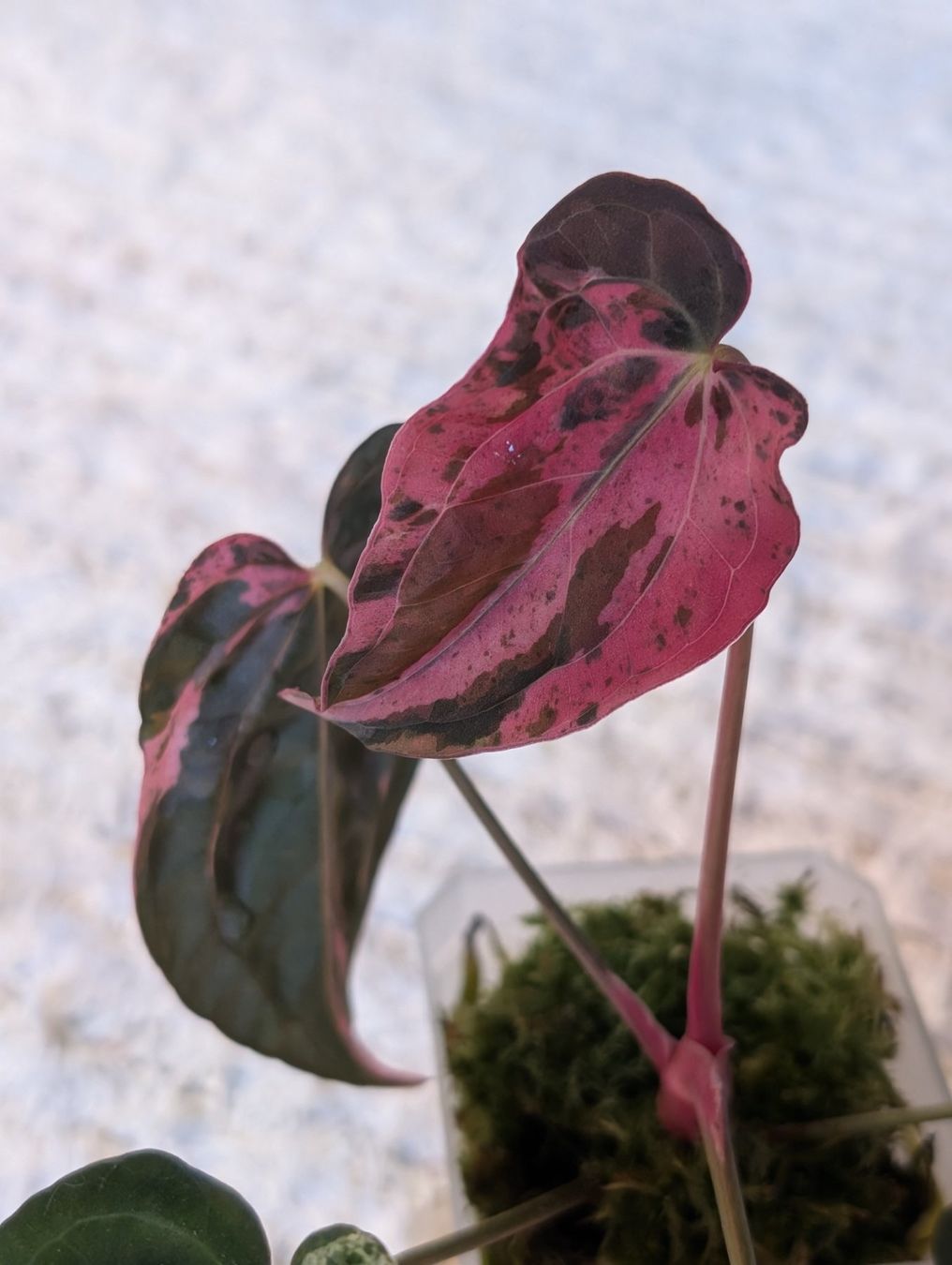 Piante & sementi: Anthurium "Hot Barbie" Pink Variegata – Nuovo (secondo la descrizione) da Faulensee venduto da plantmama 1