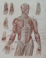 Antiker MUSKULATUR Stahlstich 1864 MEDIZIN Anatomie PHYSIO
