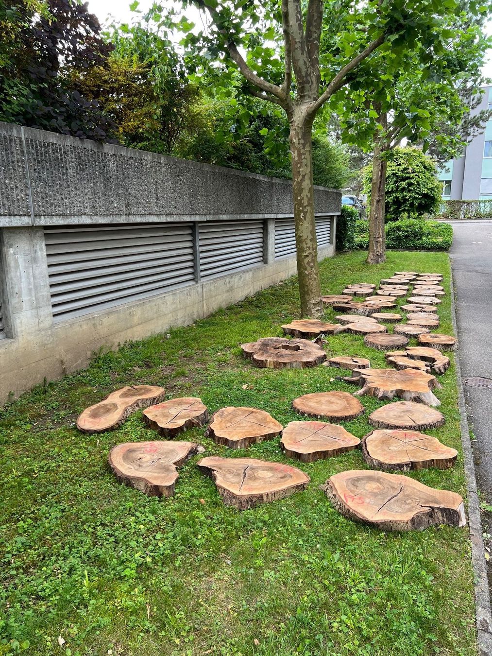Holzartikel: Nussbaumscheiben / Stamm 31 Stück – Neu (gemäss Beschreibung) aus Port von N.v.A 2
