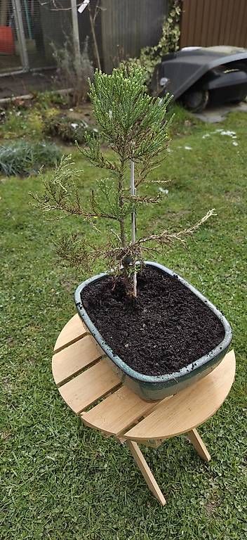 Pflanzen & Samen: Sequoia sempervirens Bonsai – Gebraucht aus Pfaffnau von Hawaiano 2