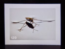 MIGROS MANIA Nature Detectives Nr. 129