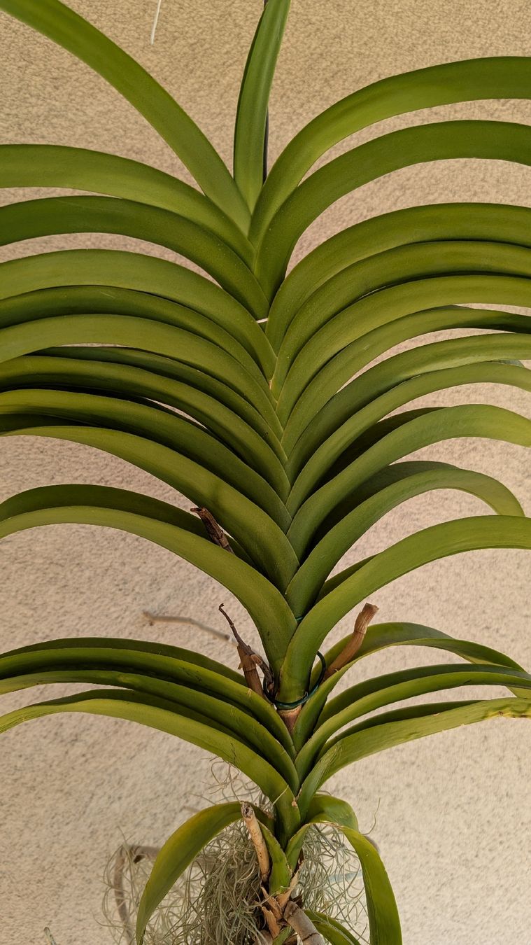 Pflanzen & Samen: Vanda Orchidee blau/violett Blüte – Gebraucht aus Untervaz von Lyraia 1