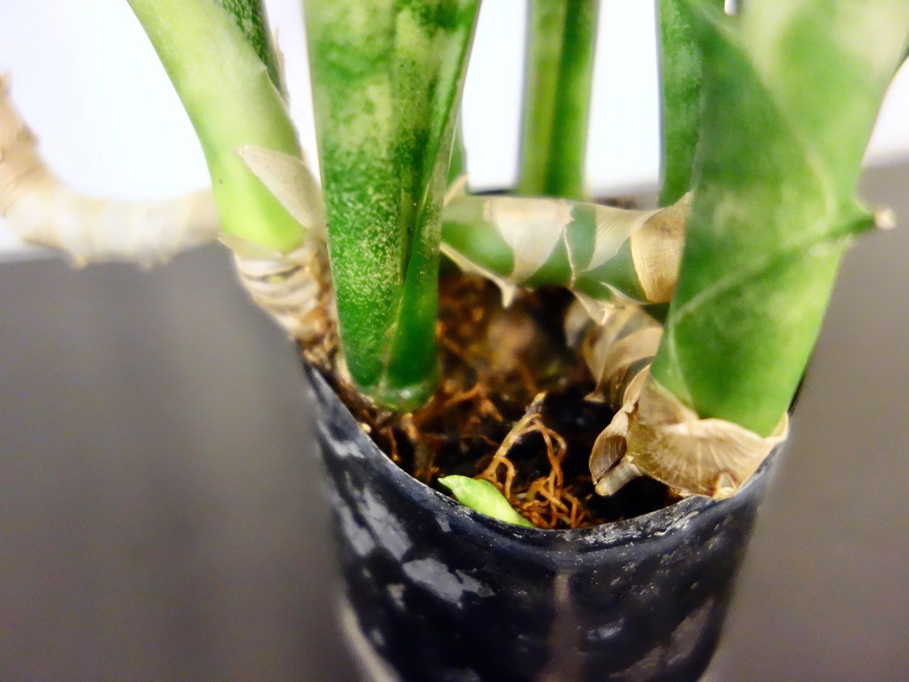 Piante & sementi: Bogenhanf Sansevieria Trifasciata – Nuovo (secondo la descrizione) da Kerzers venduto da zimmergruen 4