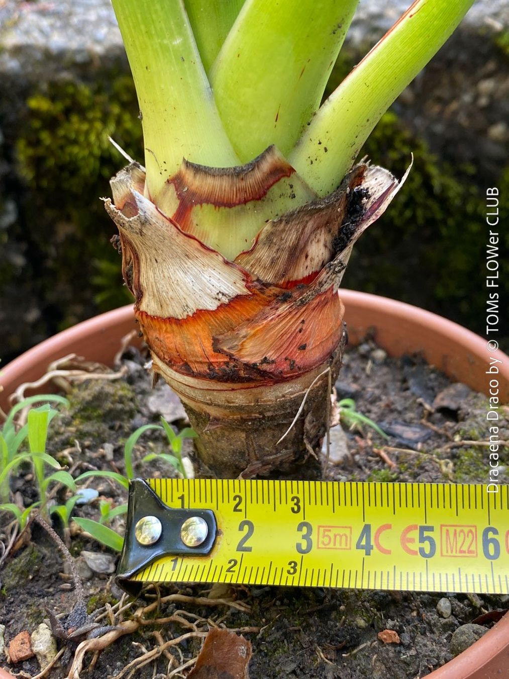 Piante & sementi: Dracaena Draco - Drachenbaum - Dein Pflanzenbegleiter – Nuovo e nell'imballaggio originale da Adliswil venduto da astom369 6