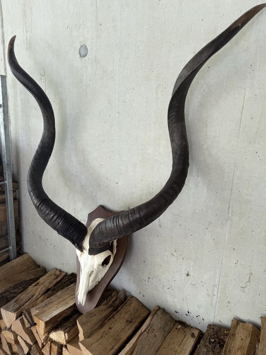 Altre raccolte & rarità: Kudu Antilope Schädeltrophäe Afrika – Usato da Stadel venduto da Atropa1969 4