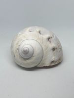 Conchiglia Turbo Madreperla 7.5cm