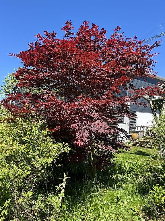 Piante & sementi: Roter Japanischer Ahorn – Usato da Rickenbach LU venduto da Haefliger03