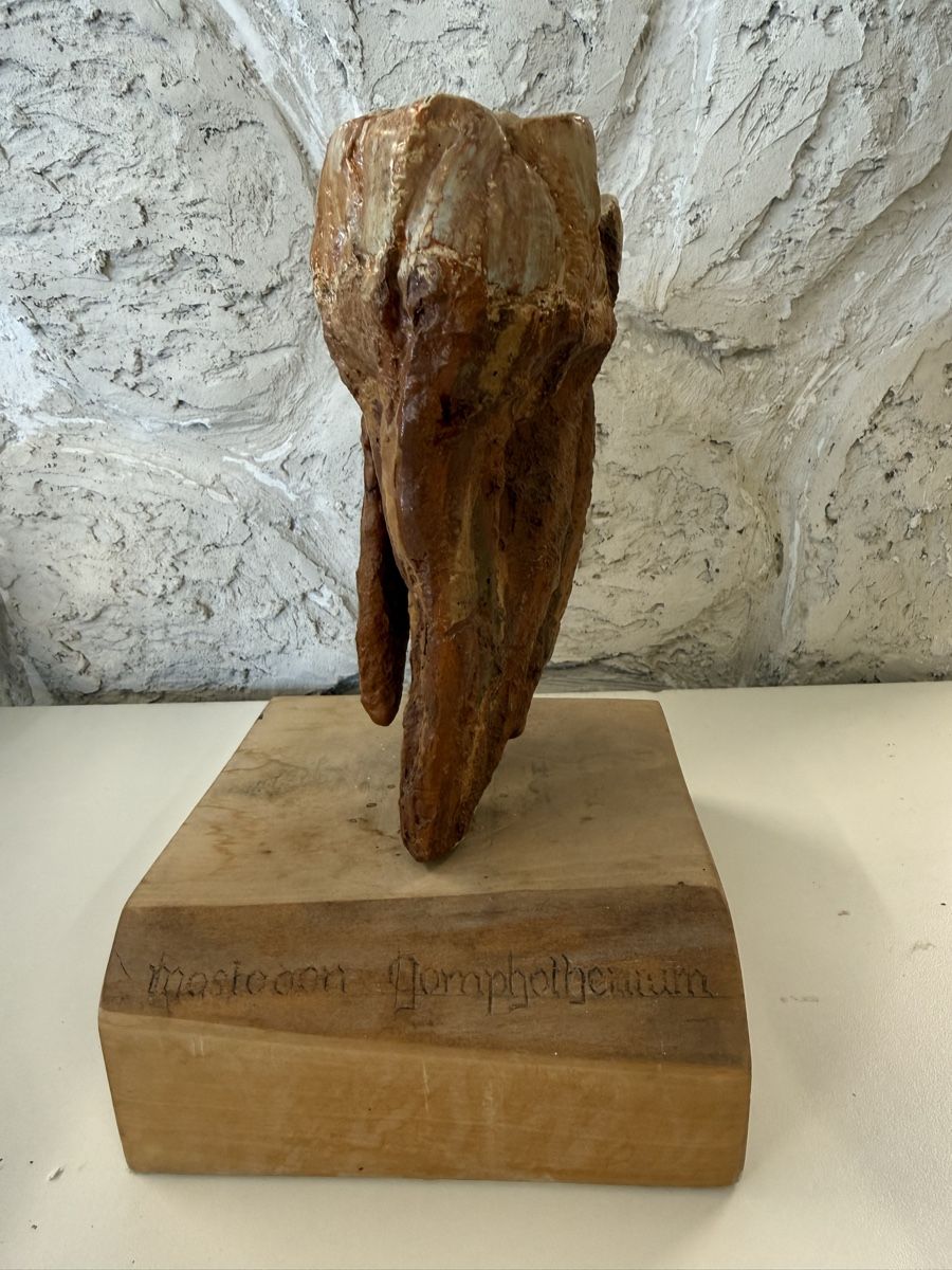 Tutte le decorazioni: Backenzahn-Nachbildung von einem Mastodon – Usato da Grenchen venduto da Bastet007 1