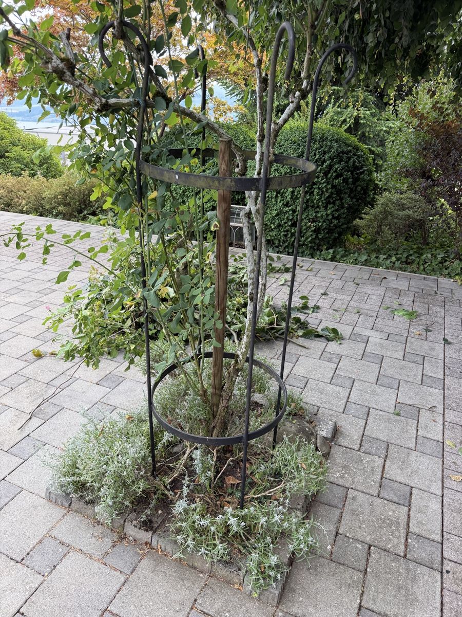 Sonstige Dekorationen & Accessoires: Rosengestell metall – Gebraucht aus Eich von and_9zfj 1