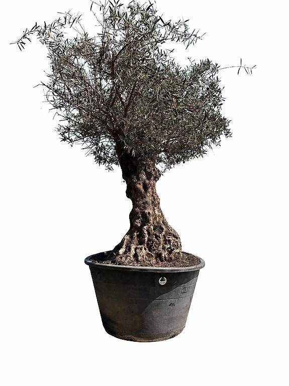 Pflanzen & Samen: Olivenbaum "Olea Europea 5 – Neu und originalverpackt aus Zuckenriet von Thur_Plant