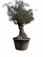 Olivenbaum "Olea Europea 5