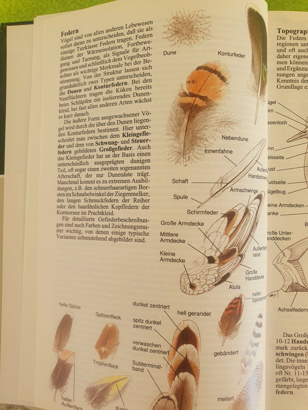 Libri: Die Vögel Europas – Usato da Steinhausen venduto da joseph-sen 2