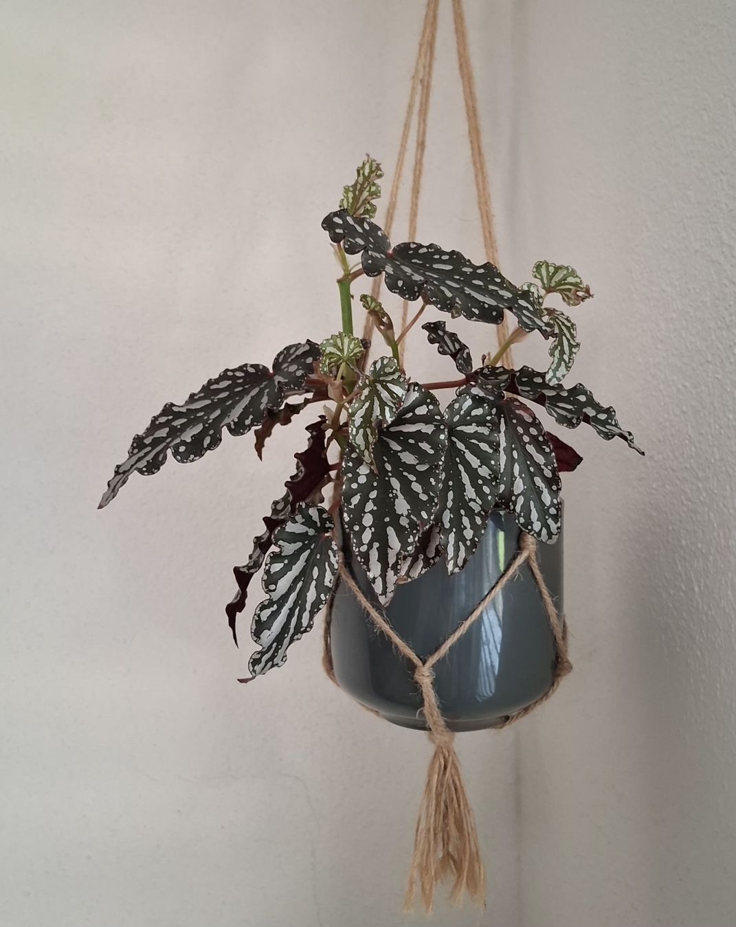 Pflanzen & Samen: Begonia Cracklin' Rosie Ableger – Neu (gemäss Beschreibung) aus Ballwil von Mirjam789 3