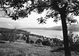 Seengen (AG) Blick auf den Hallwilersee vom Zentrum G