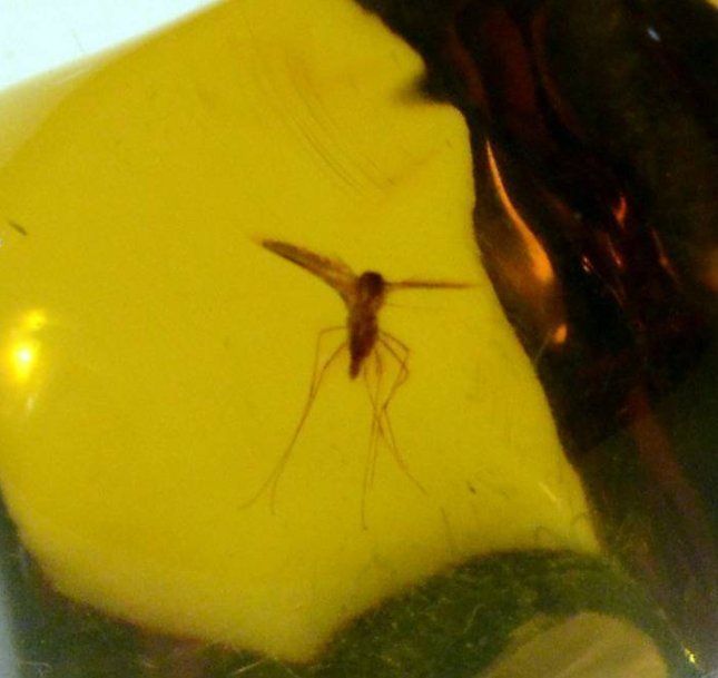 Fossili: Bernstein mit Inkluse (Mücke) – Nuovo (secondo la descrizione) da Orpund venduto da Steinway 2
