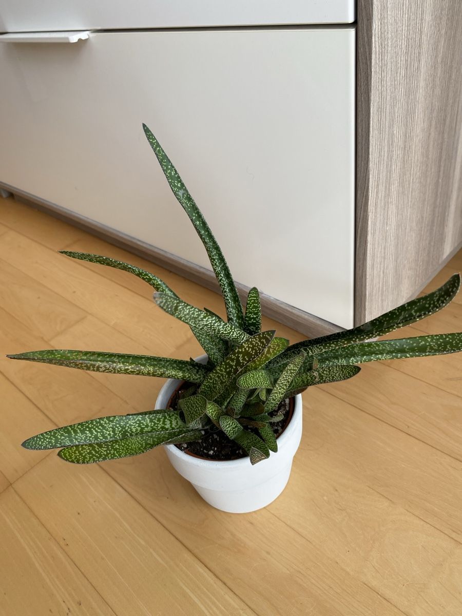Piante & sementi: Gasteria Zimmerpflanze   – Usato da Malans GR venduto da mirra1020