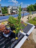 Balkon-/Gartenpflanzen: Blutweiderich, Hornklee